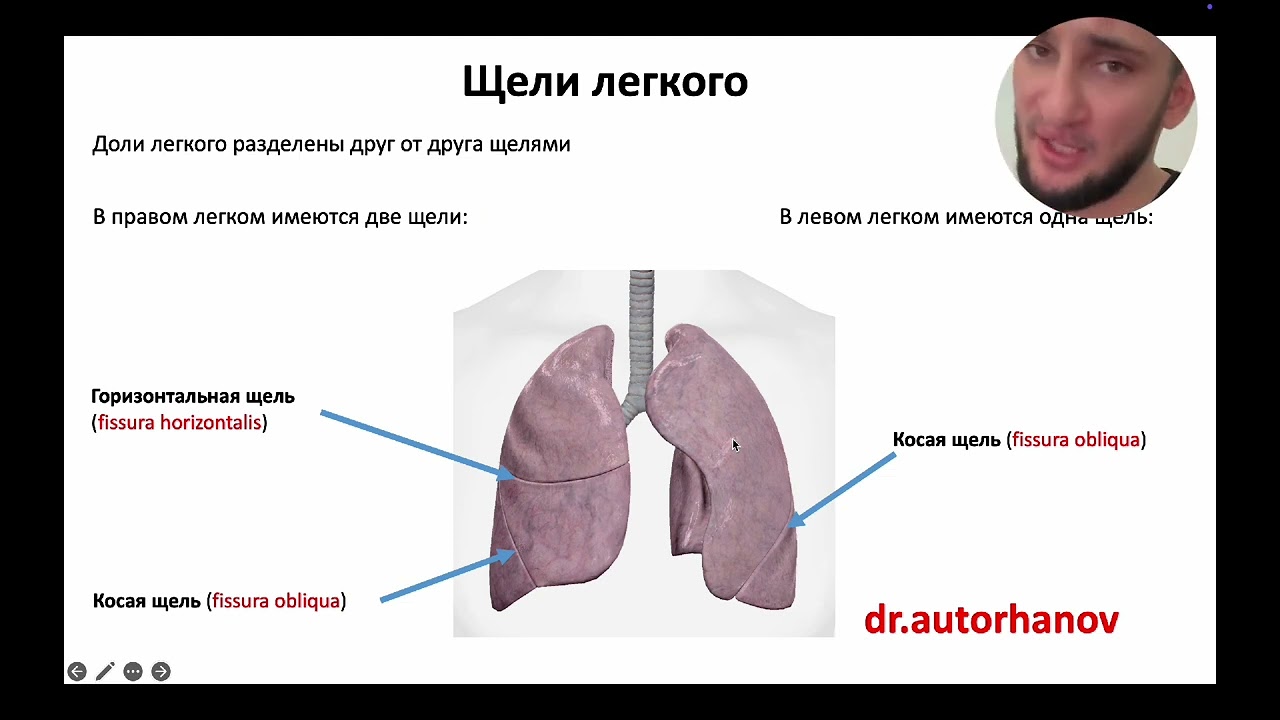 АНАТОМИЯ ЛЕКГИХ, СТРОЕНИЕ ЛЕГКИХ