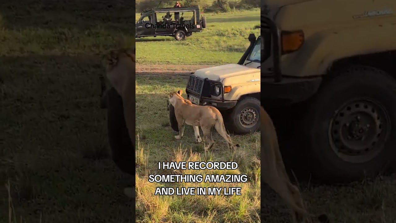 #hunting #lion #africa #kenya 