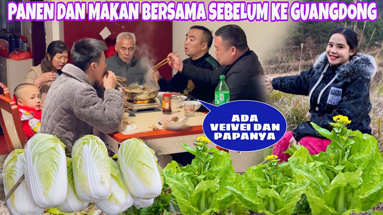 PANEN TERAKHIR SEBELUM BERANGKAT KE GUANGDONG PERSIAPAN LAHIRAN DISANA,LALU MAKAN BERSAMA KELUARGA
