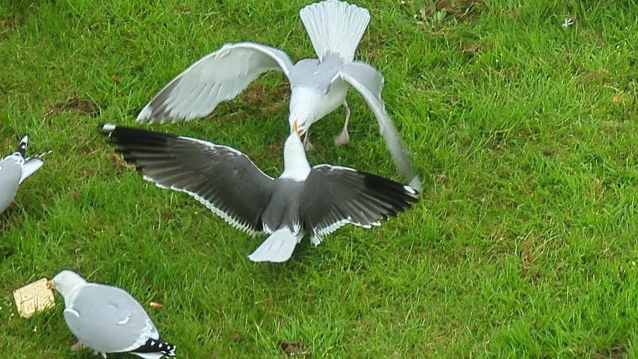 seagulls mortal fight for a block of cheddar