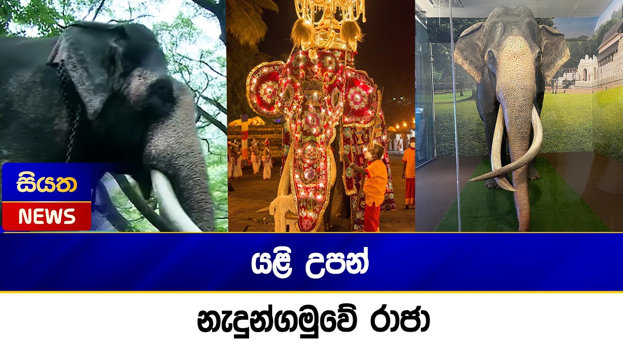 යළි උපන් නැදුන්ගමුවේ රාජා | Siyatha News