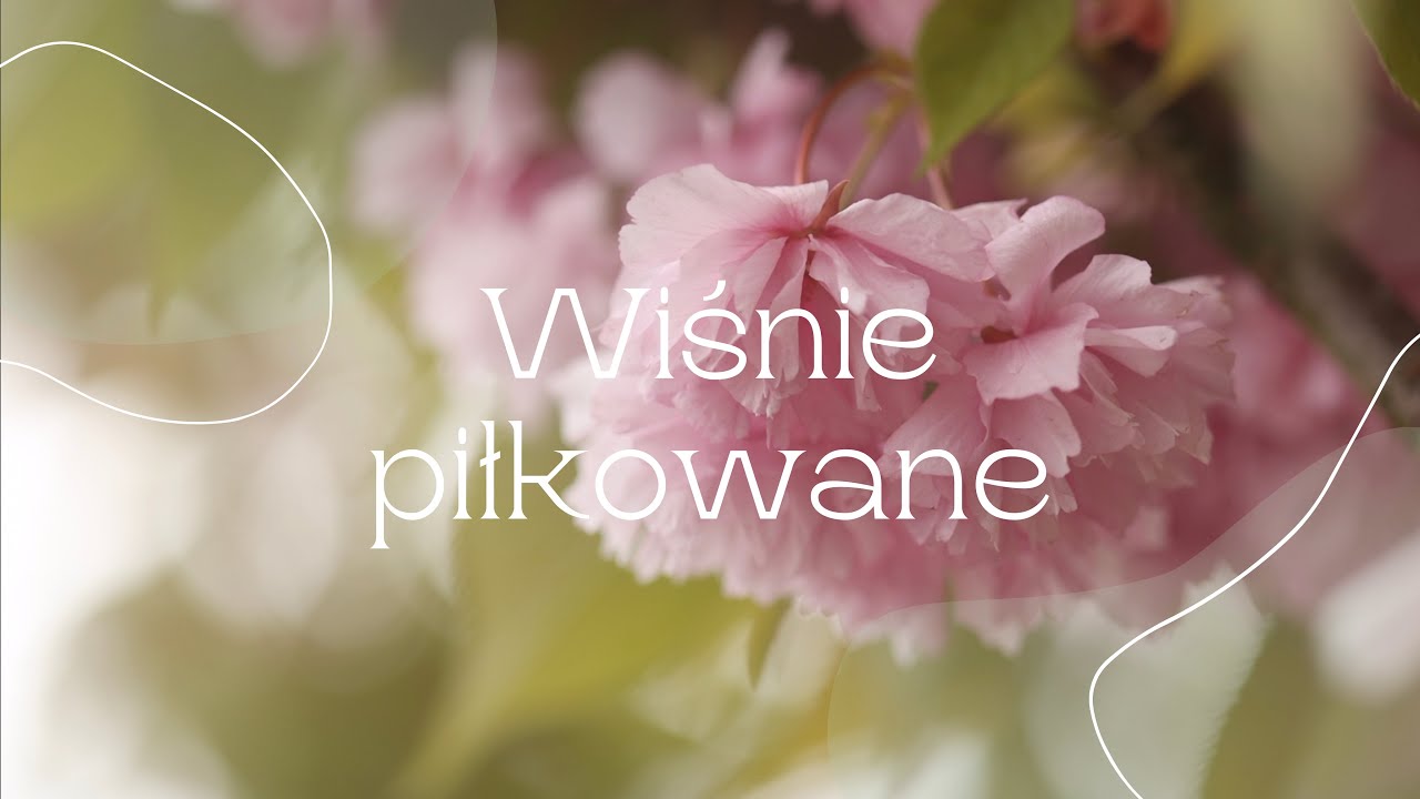 Wiśnie piłkowane