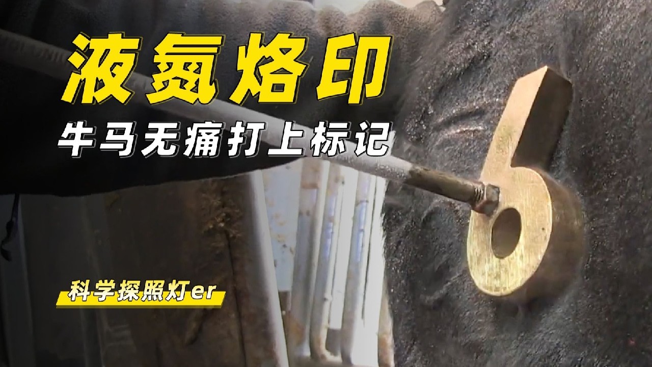 液氮烙印是什么？代替烧红的烙铁，牛马无痛就能打上标记！ #科普 #涨知识 #物理 #液氮 #烙印