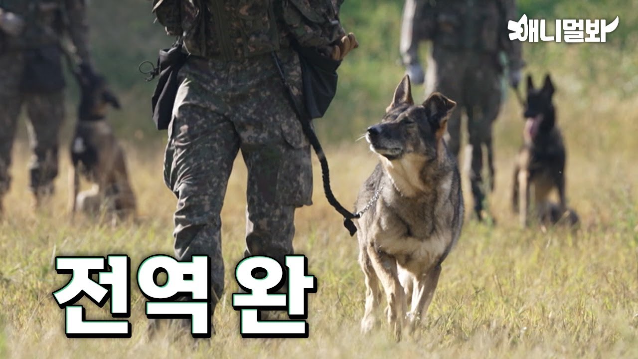 Военная собака Удо демобилизована! Найден новый дом 🐶