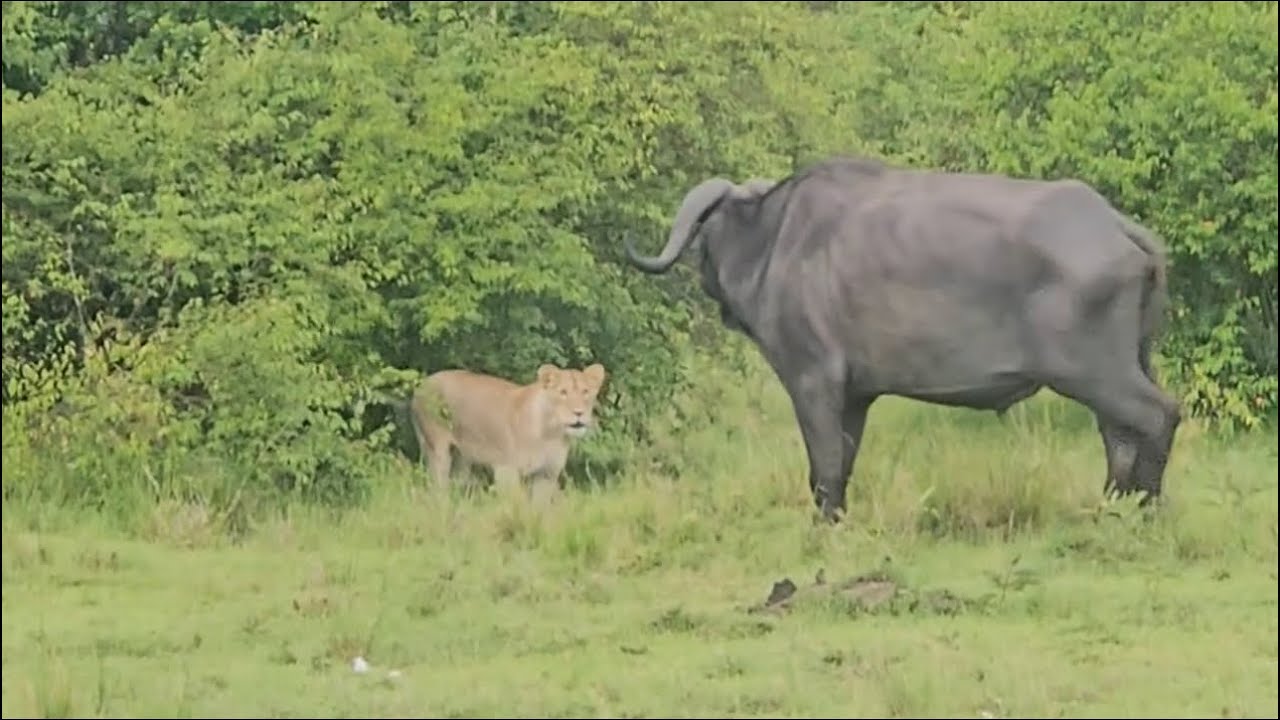 lions guarding untouchable buffalo very brave and strong video 