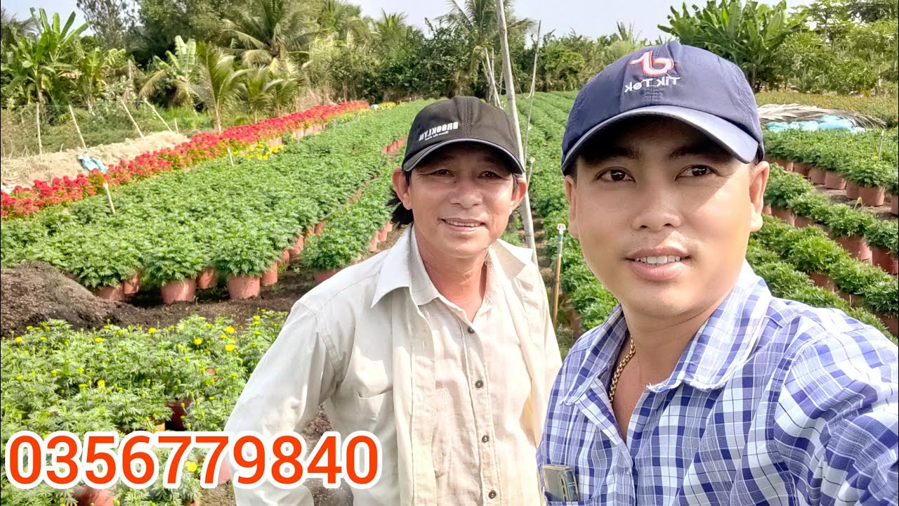 cập nhật bông vạn thọ và cách xử lý nở sớm nở trễ cho kịp tết