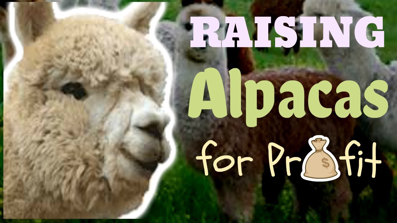 Raising Alpacas For Profit
