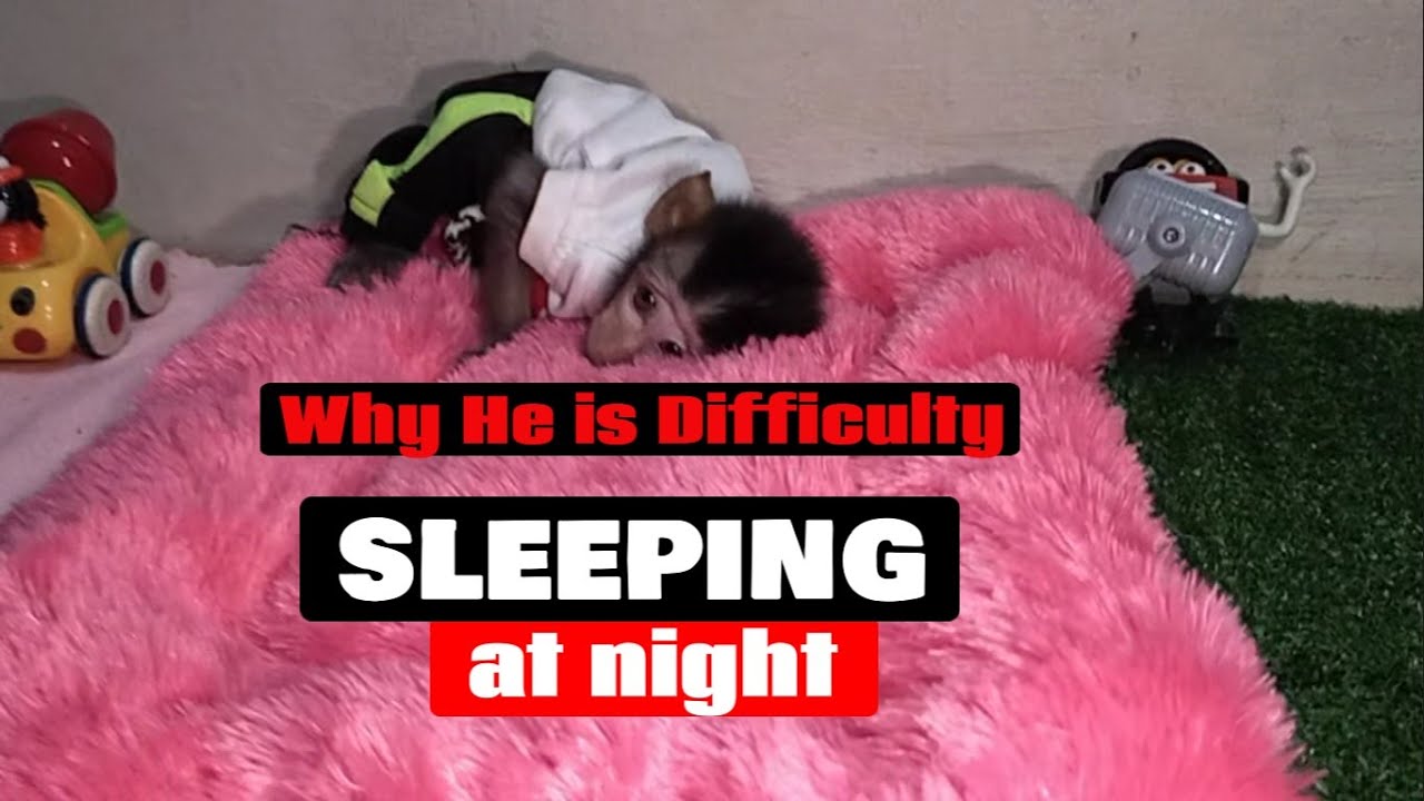 why he is difficulty sleeping at night ,Lovely Fauna Youtube Channel
