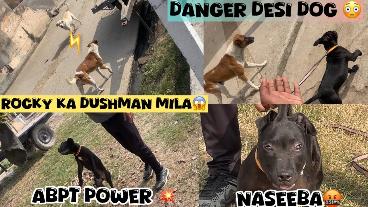 Danger apbt se mila 😨 Rocky ko Desi Dog na ￼ Pakad liya 😱@NikhilPetHouse 