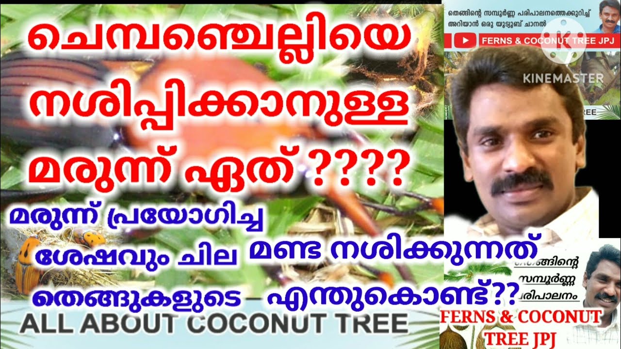 ചെമ്പൻ ചെല്ലിയിൽ നിന്നും തെങ്ങിനെ ഏങ്ങനെ സംരംക്ഷിക്കാം / PROTECT COCONUT TREE FROM RED PALM WEEVILE.