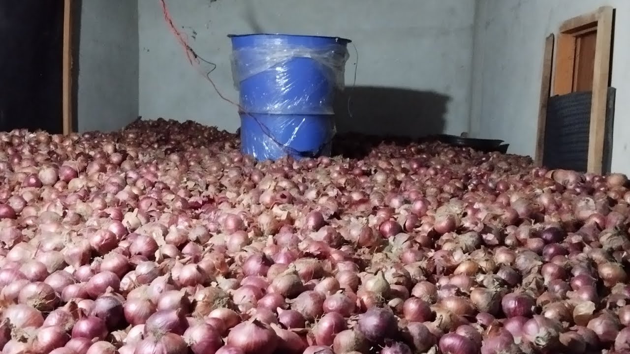 21-05-2024.  এয়ার ফ্লো মেশিন এ ৩০০ মন পেঁয়াজ এক রুমে কিভাবে রাখবেন l