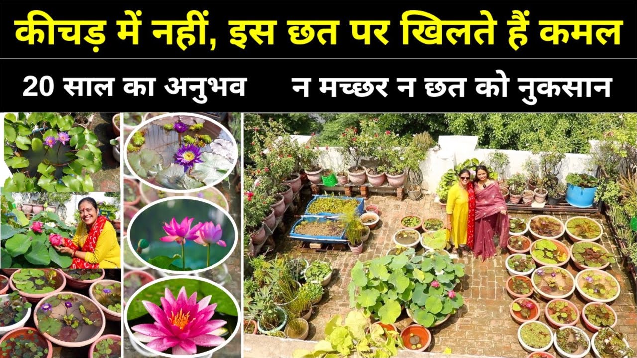 छत पर बना दिया Lotus 🌷 Water Lilly Plant Garden 😍 ऐसा टेरेस गार्डन नही देखा होगा || Unique Farming