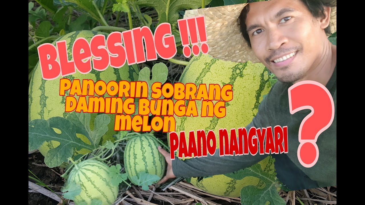 Pag Alaga ng Melon Daming Bunga At Ang Laki anu ginawa? | KaBukid TV
