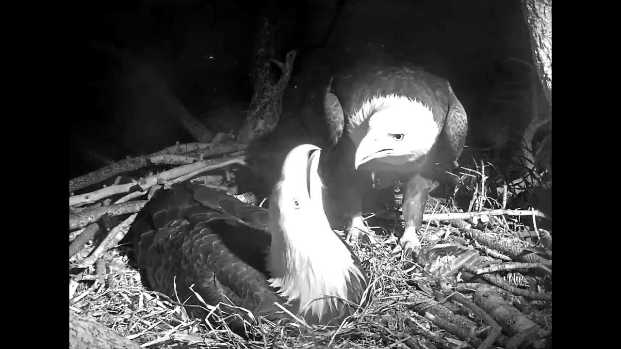 Jackie Flies In Late For The Night Shift🌛 4-4-21 Big Bear Eagles🦅