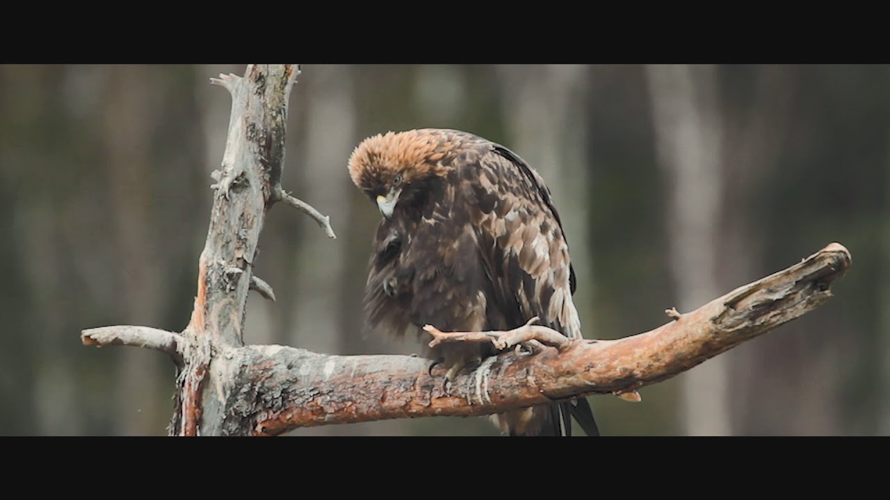 Discover Soomaa National Park in Estonia