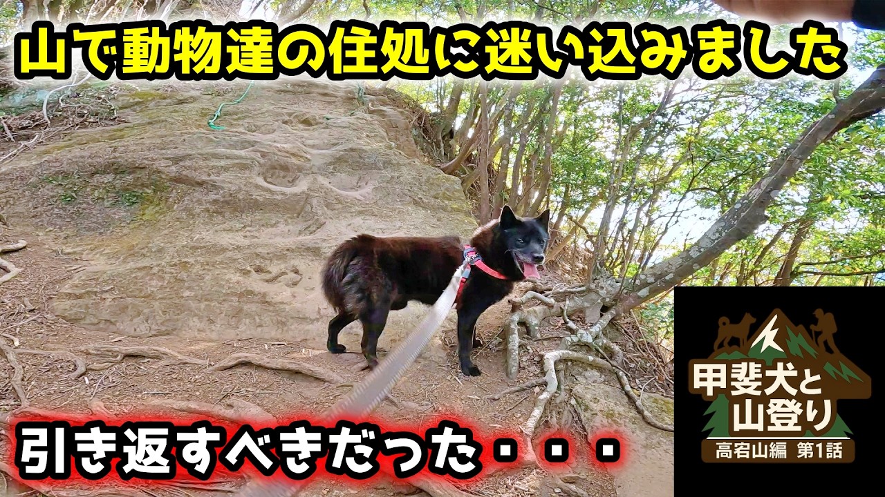 甲斐犬との山登りで動物達の住処に迷い込んでしまい・・・【甲斐犬と登山　高宕山編：第１話】