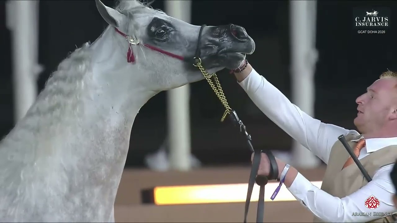 N.209 WAJEEH ALJASSIMYA - GCAT Doha 2026 - Stallions 4-6 Years Old B (Class 10B)