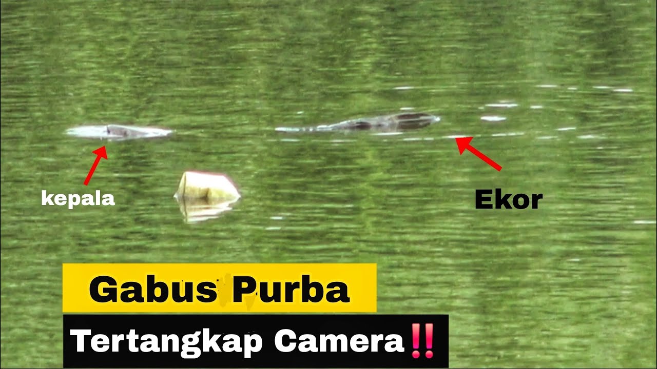 PEMANDANGAN LANGKA SAAT CASTING IKAN GABUS MONSTER‼️