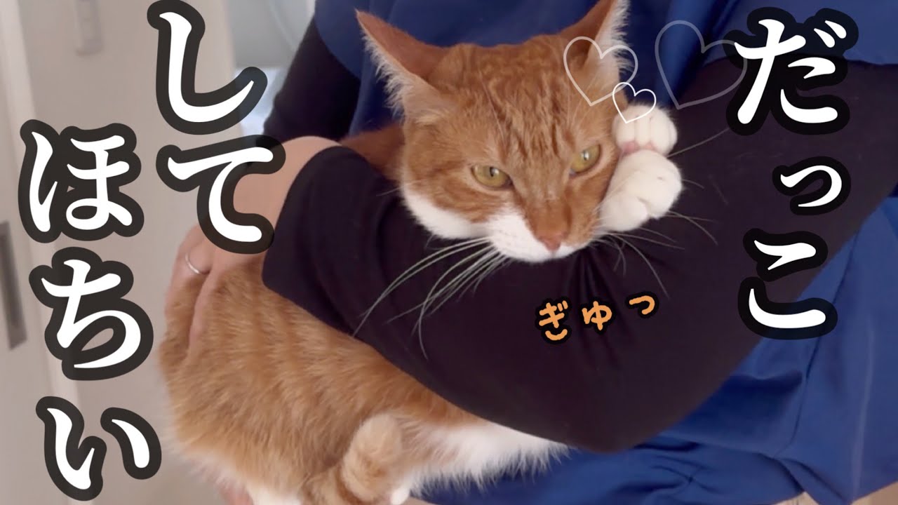 ねぐちゃん保護して半年！ますます甘えん坊になってめちゃくちゃ可愛い❤️
