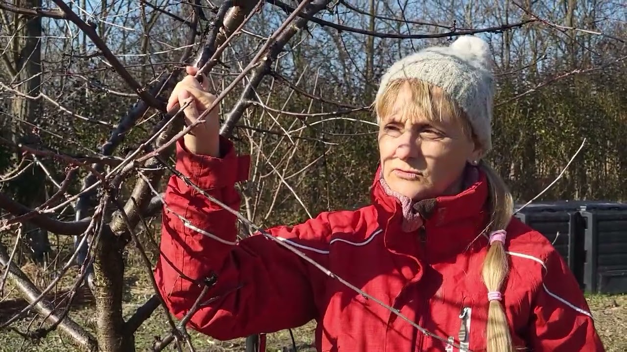 Miért ültess Feketicsi meggyet?