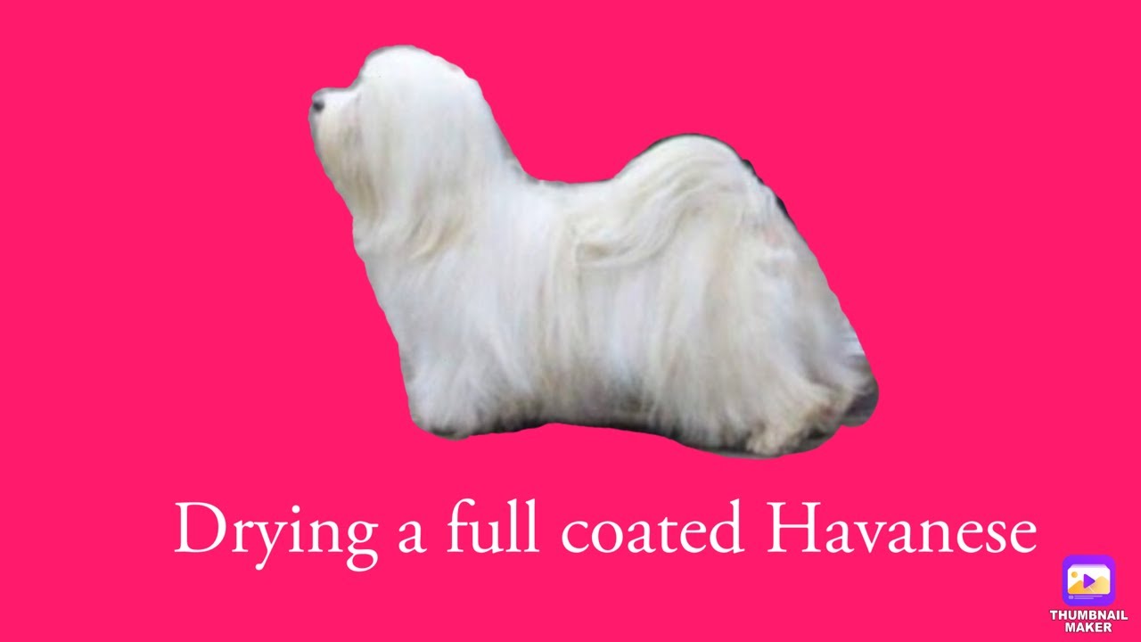 Havanese dogs - Drying your Havanese after a bath.