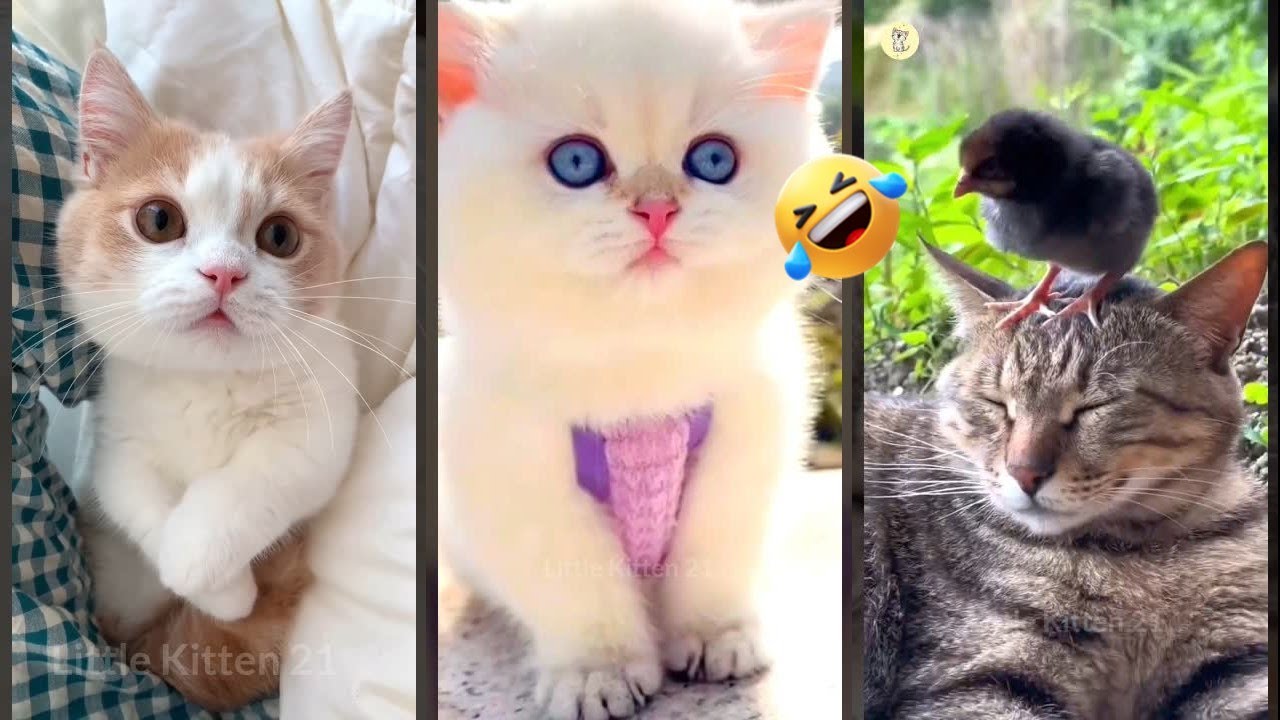 Funny Pets 😼 funny cats moments 😹 #FunnyCats Episode 2838