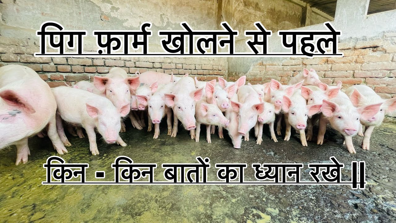 पीग फ़ार्म शुरू करते समय हमे किन किन बातों का ध्यान रखना चाहिये || pig farm ki puri jaankari