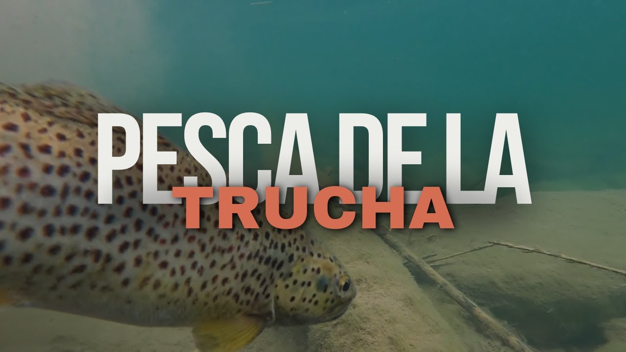 PESCANDO TRUCHAS en RIO TRANSPARENTE.