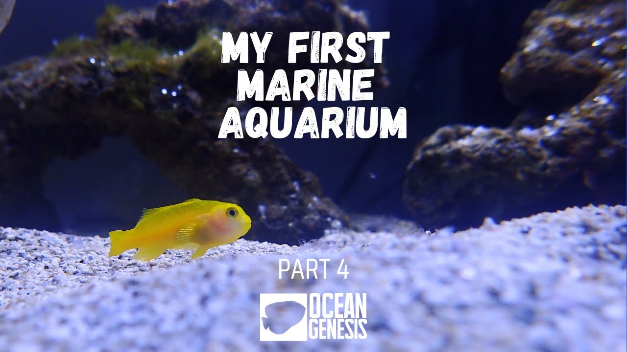 My First Marine Tank: Tank Update, Unexpected Guests, and Babies Already?!