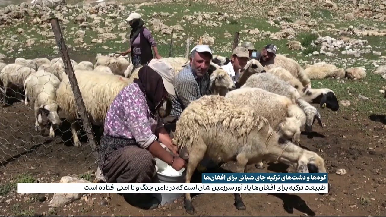کوه‌ها و دشت‌های ترکیه جای شبانی برای افغان‌ها