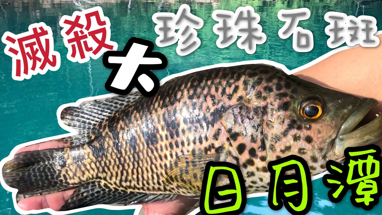 記錄日月潭の美一天  滅殺外來魚種第二集
