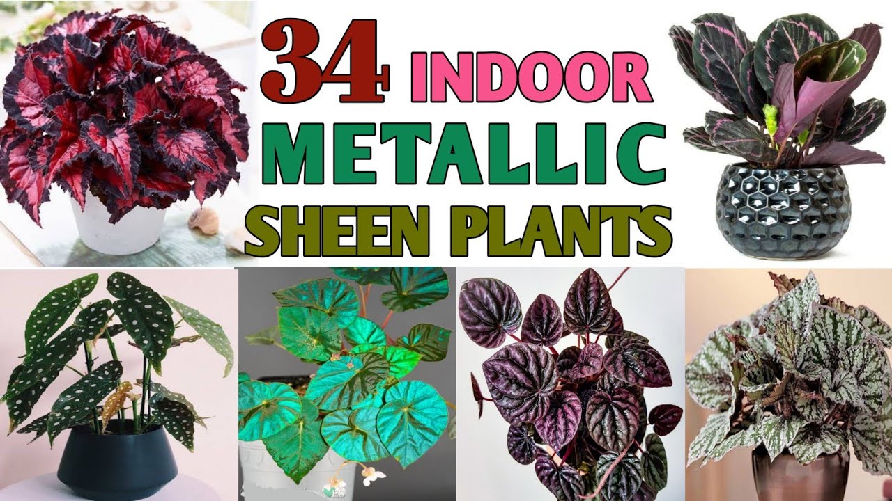 34 Low Sunlight Metallic Sheen Plants | Beautiful Indoor Plants must have | Plant and Planting