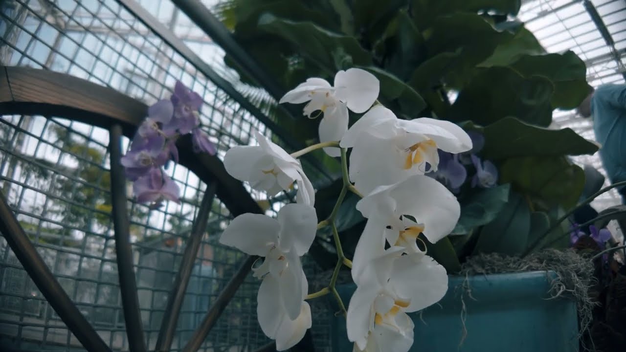 A Peaceful Walk In The Botanical Gardens Of Cleveland | (Mini Vlog)