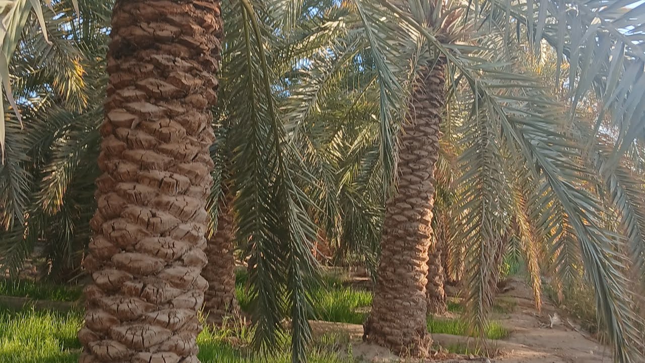 ارض للبيع علي بحيره المراقي الكبيره مجاوره لفندق ادرار املال.للإستفسار م/جابر هلال..01096285845