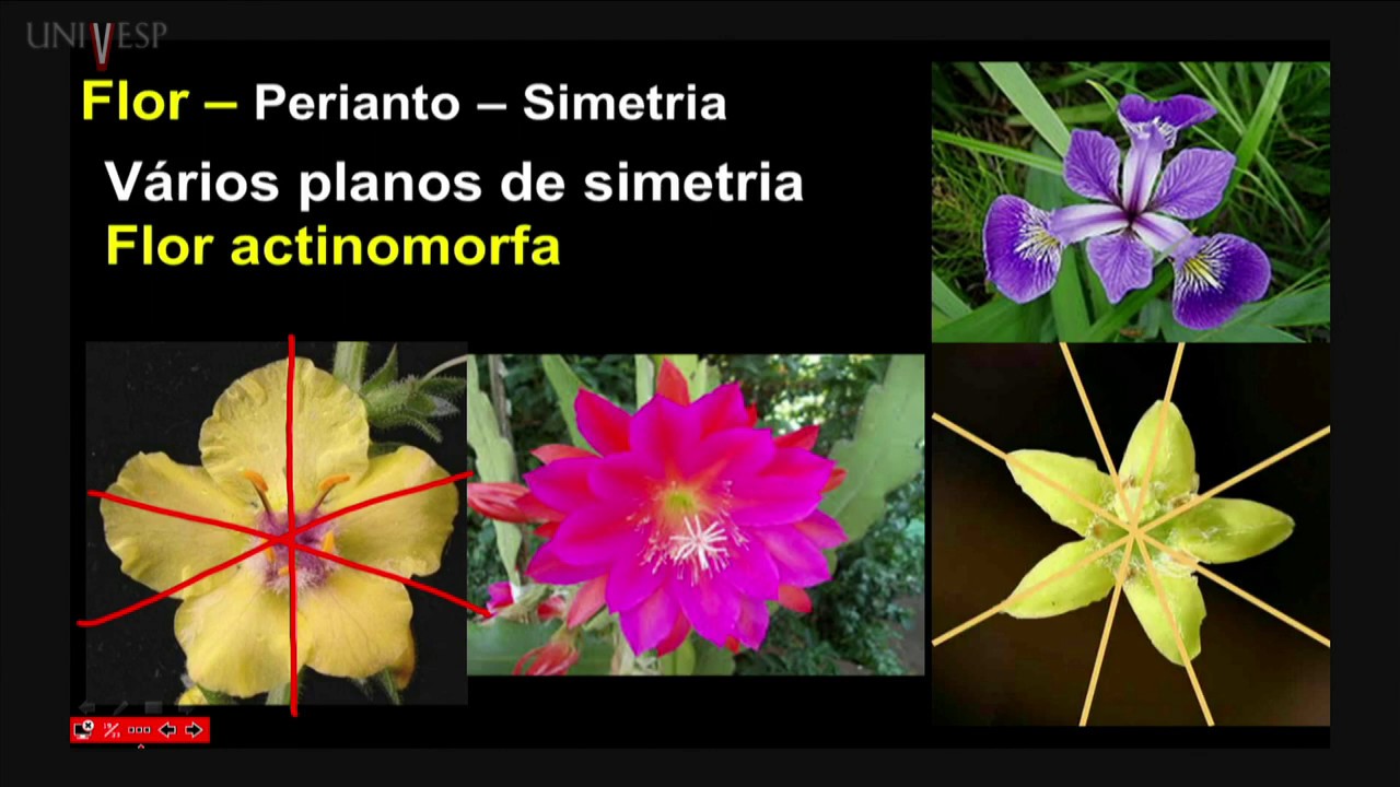 Morfologia Vegetal - Aula 21 - Morfologia Floral – Atração