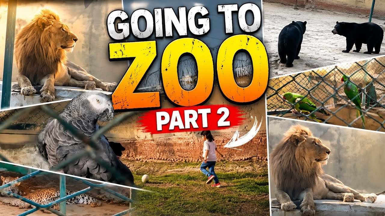We are going to zoo  part#2