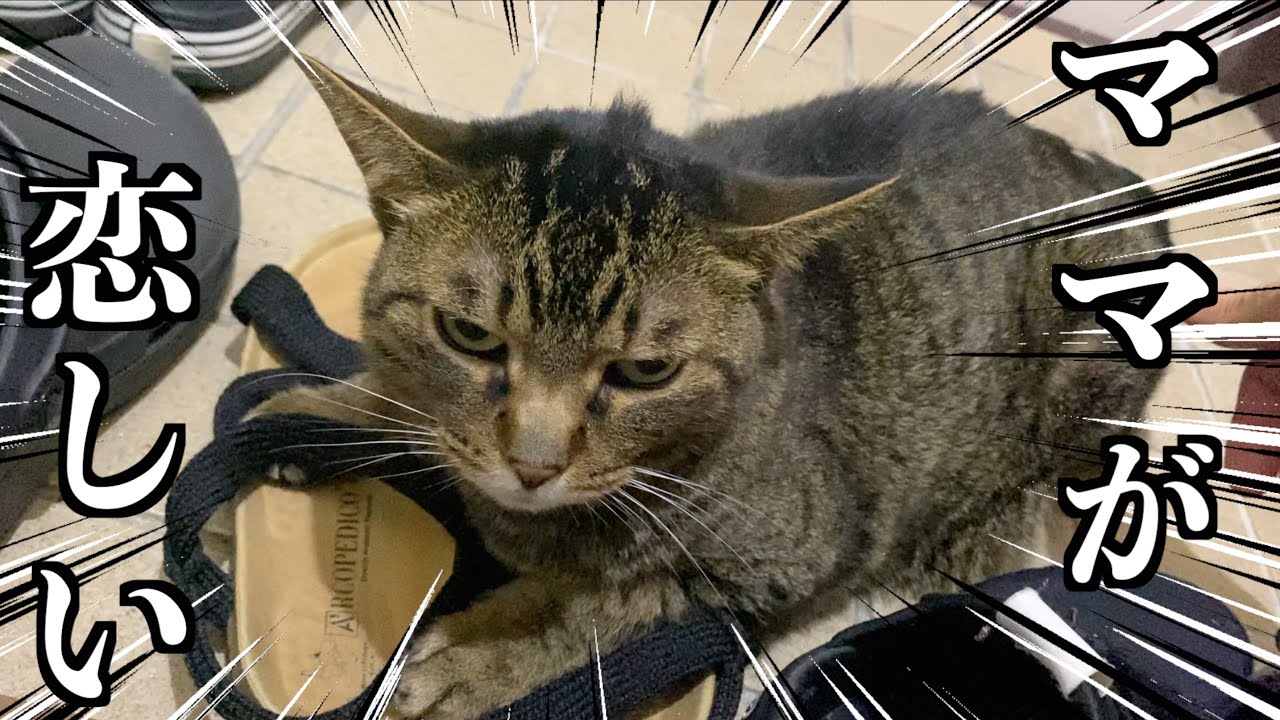 赤ちゃんが来てからてんちゃんの様子がおかしいです...