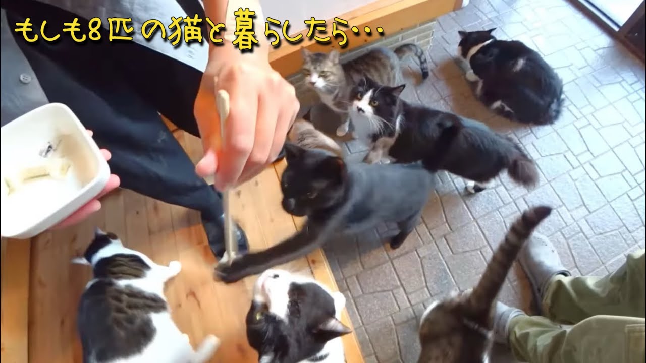 もしも8匹の猫と暮らしたら…大家族の1日