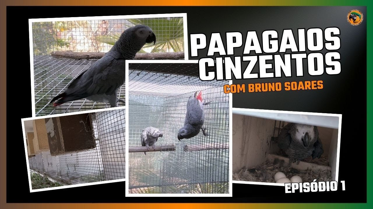 PAPAGAIO CINZENTO: dicas de maneio e criação com Bruno Soares