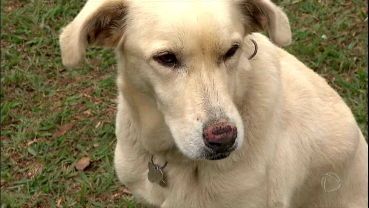 Estudo revela que cachorros podem ter sentimentos