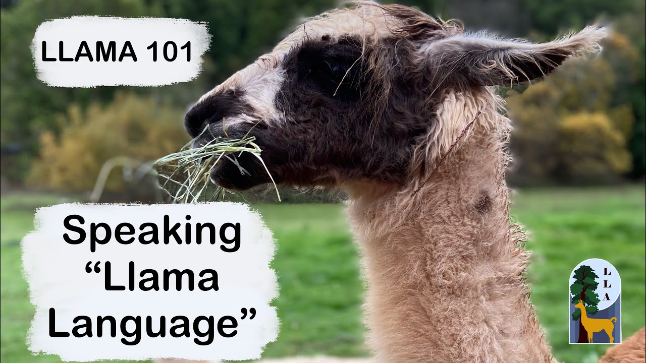 Llamas 101: Understanding “Llama Language”