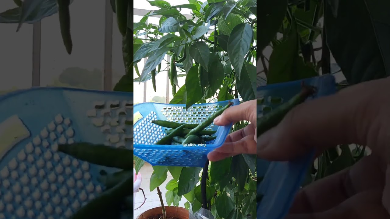 Chilli harvest from my kitchen garden 🍃 ||#gardening #chilli #harvest #fyp #foodie
