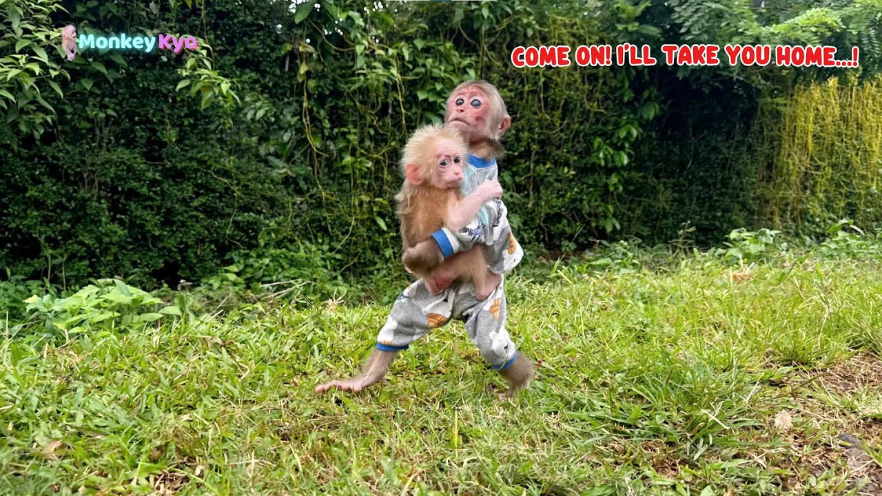 OMG! Unbelievable! Monkey Kyo secretly took the baby monkey home!