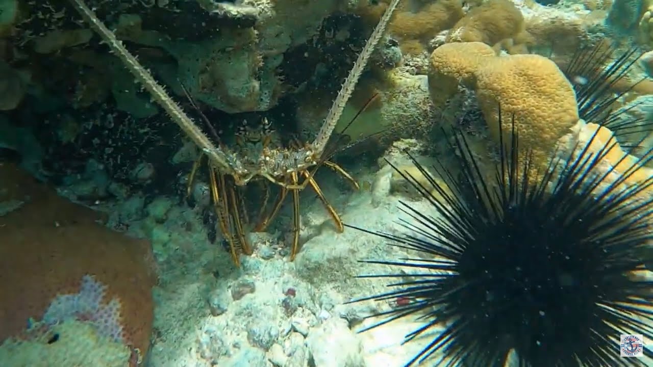 Exploring Puerto Rico&rsquo;s Amazing Coral Reef: Lobsters and Vibrant Marine Life!