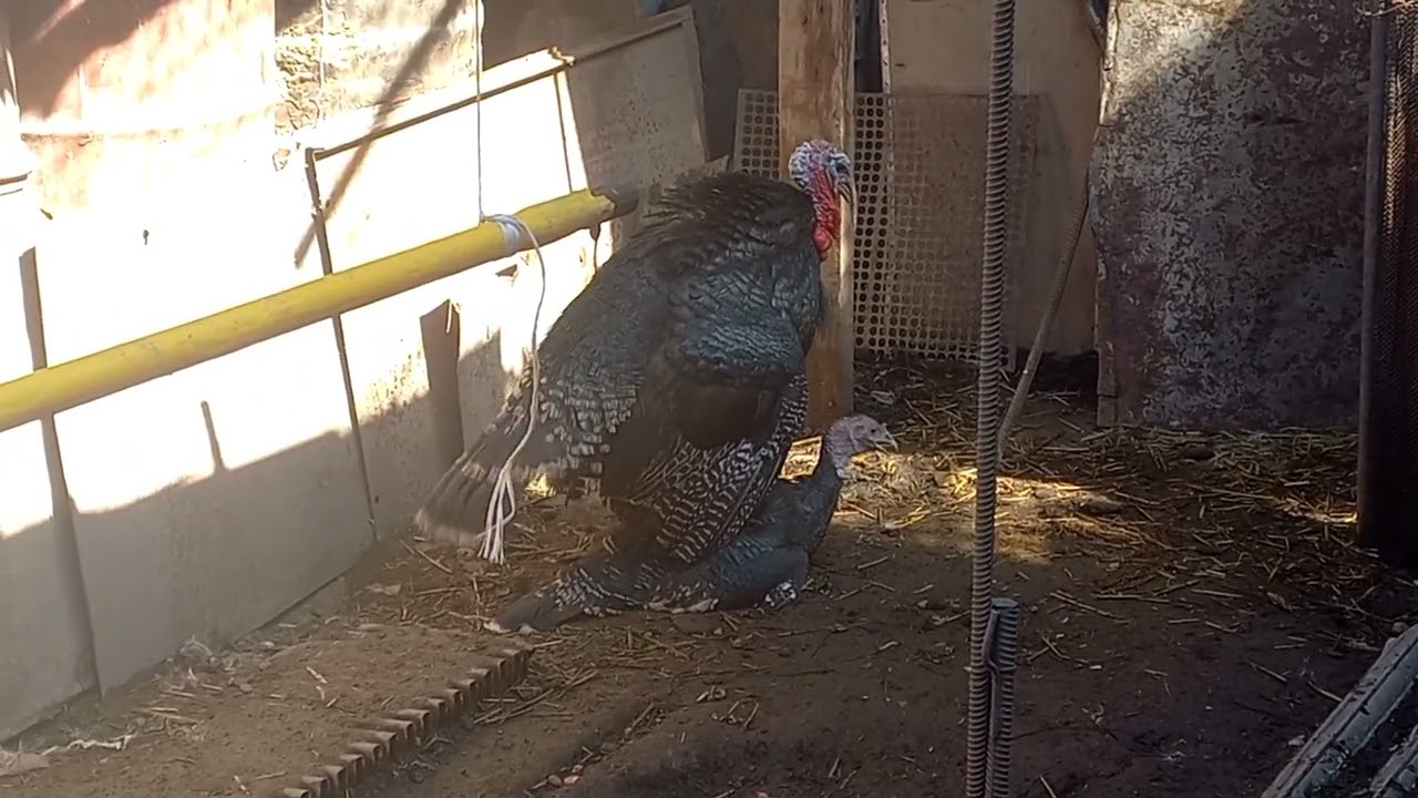 Turkeys mating.#beautiful