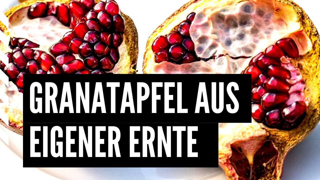 Alles, was Sie über den Granatapfelanbau in Deutschland wissen müssen