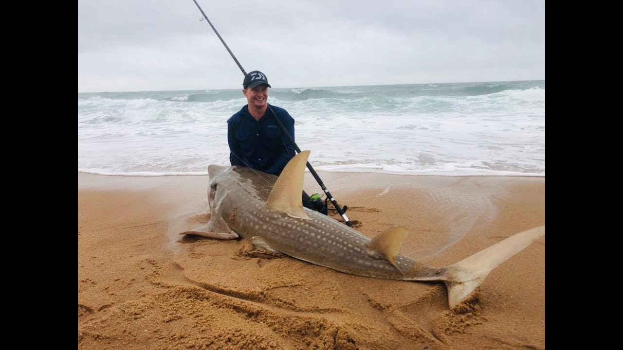 Great catch Giant Sand Shark | ASFN News Flash
