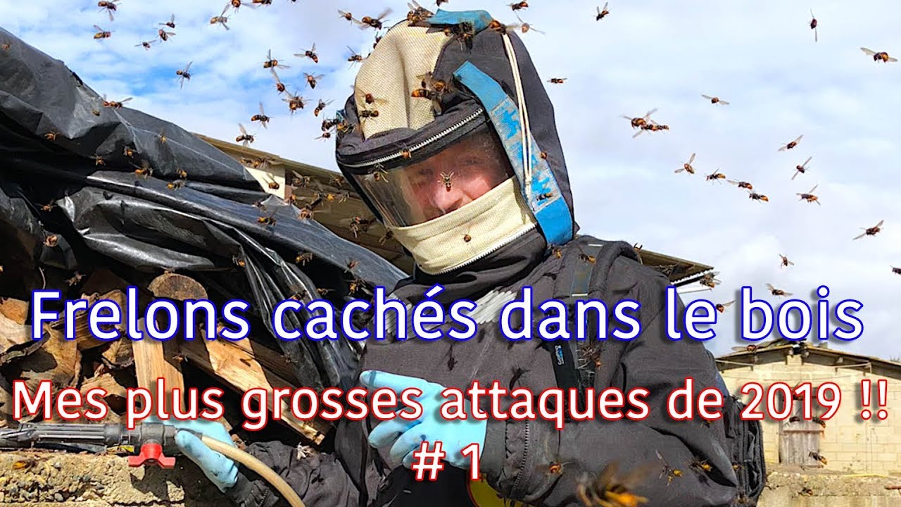 Enorme attaque de frelons cachés - Mes plus grosses attaques de 2019 !! # 1