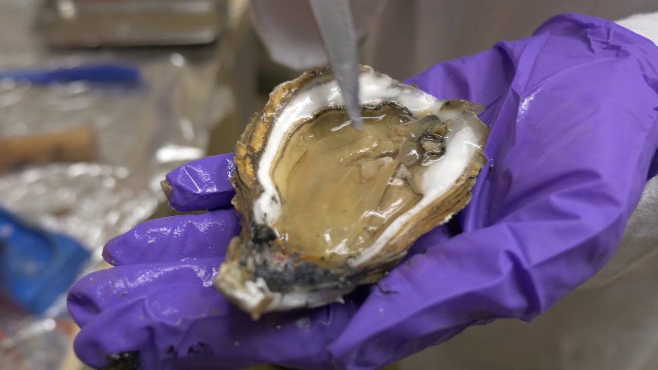 Microplastics in Razor Clams and Oysters