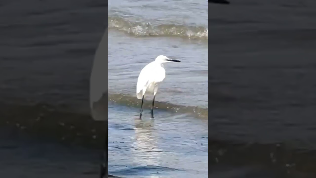 Garzetta, una nota di candore sull'acqua.